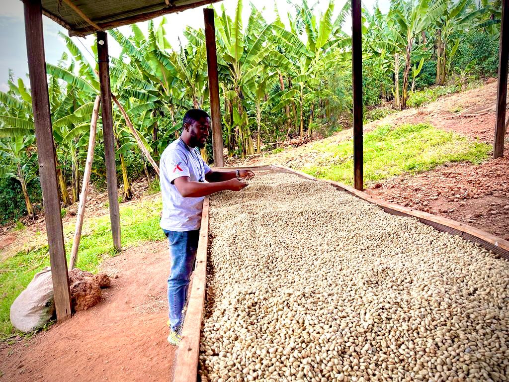 Brewing opportunities in Uganda’s Coffee Value Chain