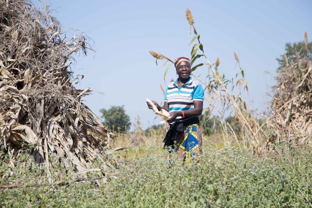 AFEX Commodity Focus on Maize- the Goldmine of Feedgrains