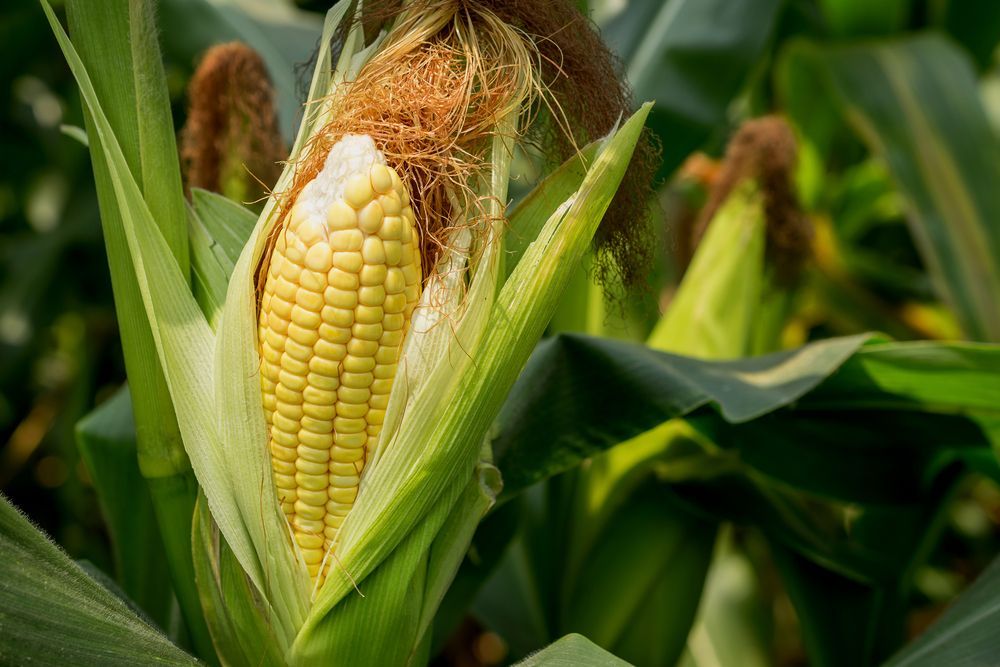Maize Outlook for the 2019/2020 Season